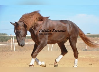 PRE, Stallion, 6 years, 17.1 hh, Chestnut