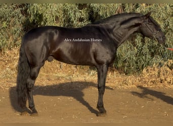 PRE Mix, Stallion, 6 years, 17 hh, Black