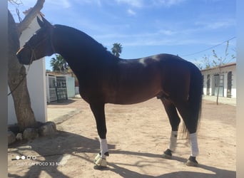 PRE, Stallion, 6 years, 17 hh, Brown