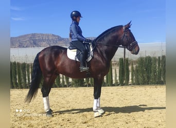 PRE, Stallion, 6 years, 17 hh, Brown