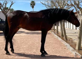 PRE, Stallion, 6 years, 17 hh, Brown