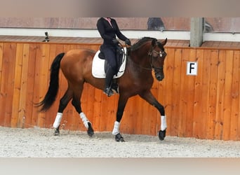 PRE, Stallion, 6 years, 17 hh, Brown-Light