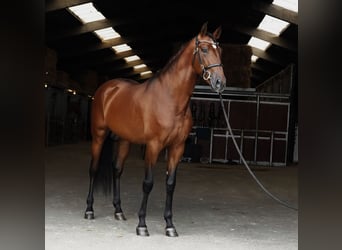 PRE, Stallion, 6 years, 17 hh, Brown-Light