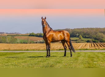 PRE, Stallion, 6 years, 17 hh, Brown-Light