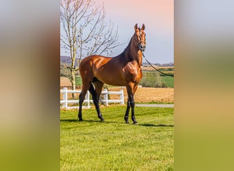 PRE, Stallion, 6 years, 17 hh, Brown-Light