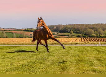 PRE, Stallion, 6 years, 17 hh, Brown-Light