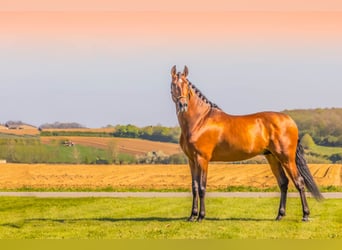PRE, Stallion, 6 years, 17 hh, Brown-Light