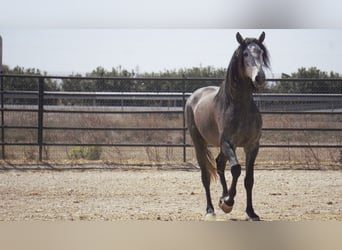 PRE Mix, Stallion, 6 years, 17 hh, Grey
