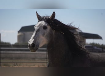 PRE Mix, Stallion, 6 years, 17 hh, Grey