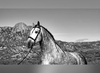 PRE Mix, Stallion, 6 years, 17 hh, Grey-Dapple