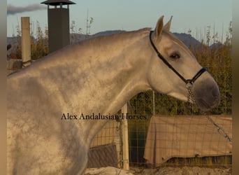 PRE Mix, Stallion, 6 years, 17 hh, Grey