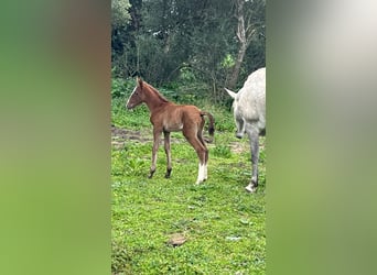 PRE, Stallion, 6 years, 17 hh, Grey