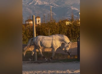PRE Mix, Stallion, 6 years, 17 hh, Grey