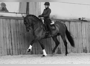 PRE Mix, Stallion, 6 years, 17,1 hh, Brown-Light