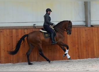 PRE Mix, Stallion, 6 years, 17,1 hh, Brown-Light