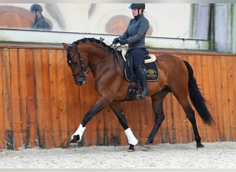 PRE Mix, Stallion, 6 years, 17,1 hh, Brown-Light
