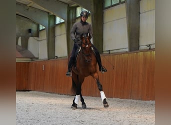 PRE Mix, Stallion, 6 years, 17,1 hh, Brown-Light