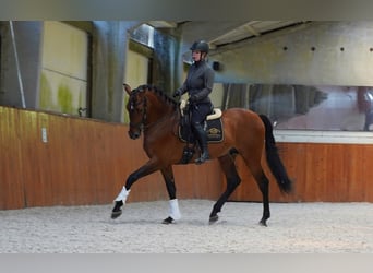 PRE Mix, Stallion, 6 years, 17,1 hh, Brown-Light