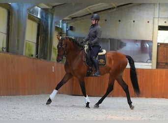 PRE Mix, Stallion, 6 years, 17,1 hh, Brown-Light