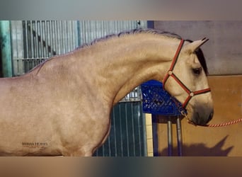 PRE Mix, Stallion, 6 years, 17,1 hh, Dun