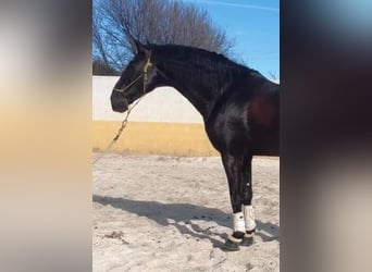 PRE Mix, Stallion, 6 years, Black