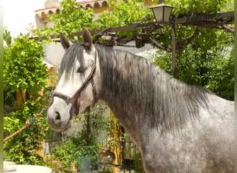 PRE Mix, Stallion, 7 years, 15.1 hh, Grey