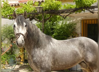 PRE Mix, Stallion, 7 years, 15.1 hh, Grey