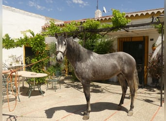 PRE Mix, Stallion, 7 years, 15.1 hh, Grey