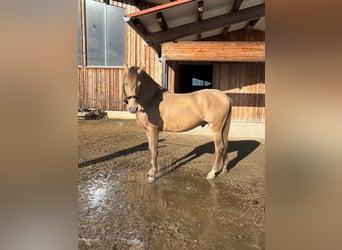 PRE, Stallion, 7 years, 15.1 hh, Pearl