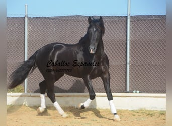 PRE Mix, Stallion, 7 years, 15.2 hh, Black