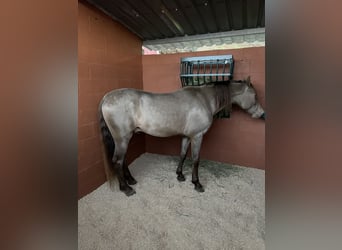 PRE Mix, Stallion, 7 years, 15.2 hh, Champagne