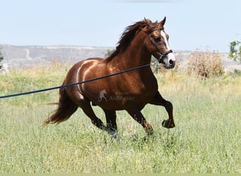 PRE, Stallion, 7 years, 15.2 hh, Chestnut-Red