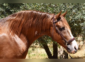 PRE, Stallion, 7 years, 15.2 hh, Chestnut-Red