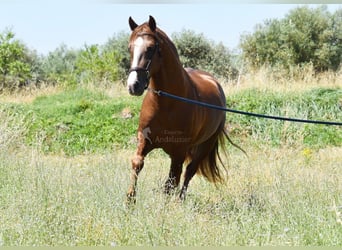 PRE, Stallion, 7 years, 15.2 hh, Chestnut-Red