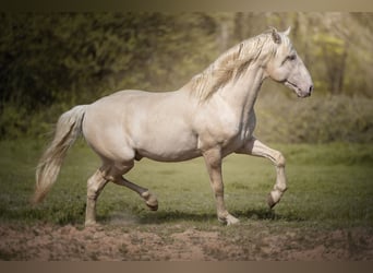 PRE, Stallion, 7 years, 15.2 hh, Cremello