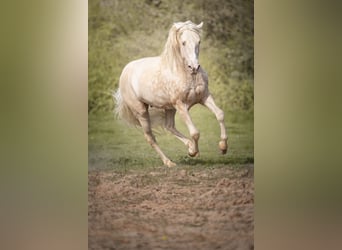 PRE, Stallion, 7 years, 15.2 hh, Cremello