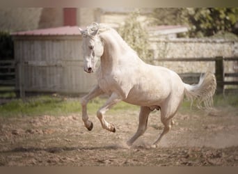 PRE, Stallion, 7 years, 15.2 hh, Cremello
