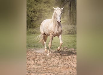 PRE, Stallion, 7 years, 15.2 hh, Cremello