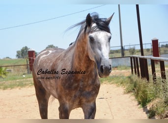 PRE, Stallion, 7 years, 15,2 hh, Gray