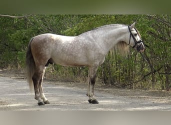 PRE Mix, Stallion, 7 years, 15,2 hh, Gray-Dapple