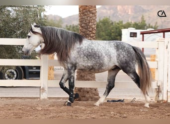 PRE, Stallion, 7 years, 15,2 hh, Gray-Dapple