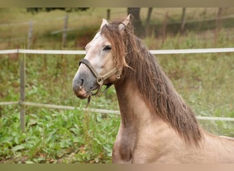 PRE, Stallion, 7 years, 15.2 hh, Gray-Red-Tan