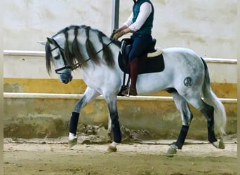PRE Mix, Stallion, 7 years, 15.2 hh, Grey