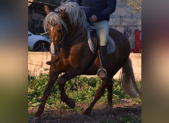 PRE, Stallion, 7 years, 15.2 hh, Palomino
