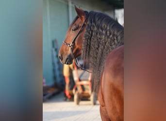 PRE, Stallion, 7 years, 15,3 hh, Brown