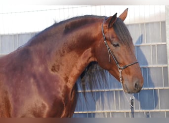 PRE, Stallion, 7 years, 15,3 hh, Brown