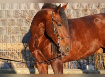 PRE, Stallion, 7 years, 15,3 hh, Brown