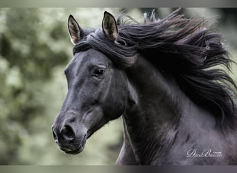 PRE, Stallion, 7 years, 15,1 hh, Black