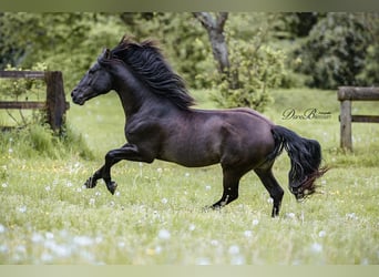 PRE, Stallion, 7 years, 15,1 hh, Black