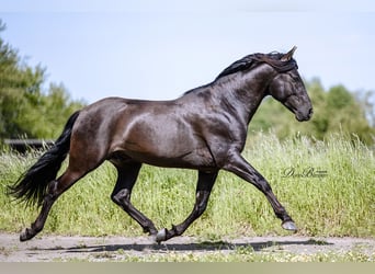 PRE, Stallion, 7 years, 15,1 hh, Black